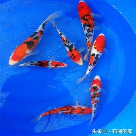 養鯉魚|【養鯉魚】破解錦鯉養殖秘訣！新手必看入門指南